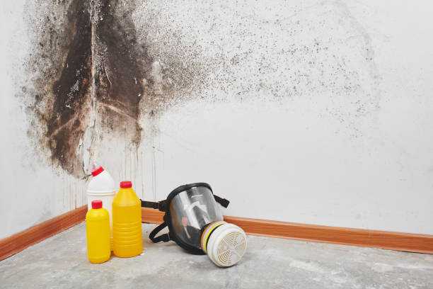 Best Basement Mold Remediation in Ephraim, UT