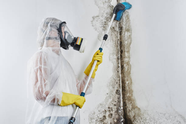 Best White Mold Remediation in Ephraim, UT