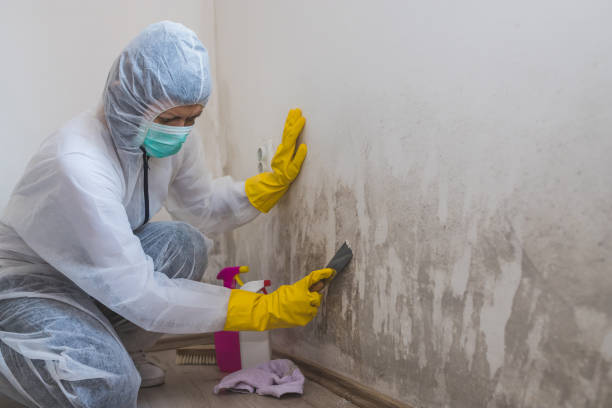 Best Health and Safety Mold Remediation in Ephraim, UT