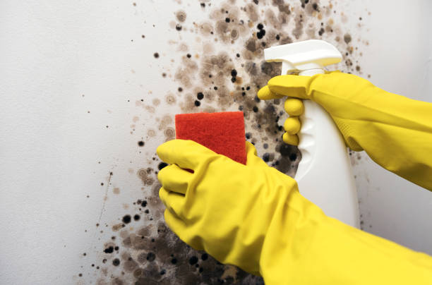 Best Mold Remediation for Specific Building Types in Ephraim, UT