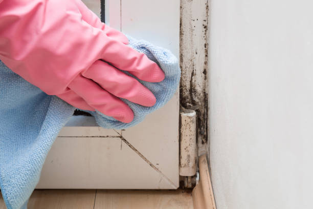 Best Commercial Mold Remediation in Ephraim, UT